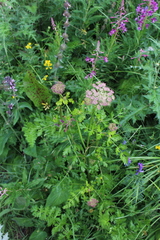 Laserpitium stevenii