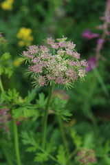 Laserpitium stevenii