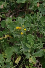 Senecio elegans