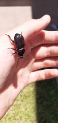 Archophileurus