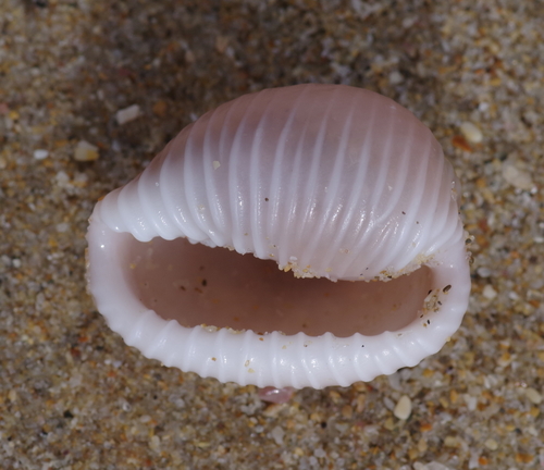 Triviella aperta observed 2021-01-17