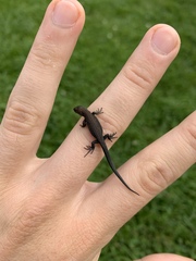Zootoca vivipara