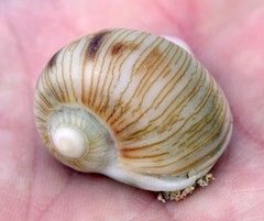 Melapium lineatum