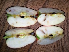 Rhagoletis pomonella