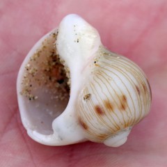Melapium lineatum