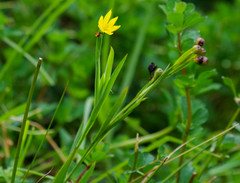 Sisyrinchium palustre