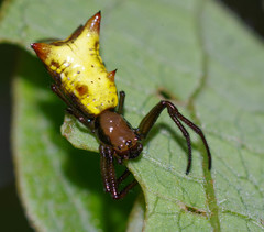 Micrathena gaujoni