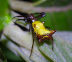Micrathena gaujoni