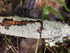 Pertusaria subambigens