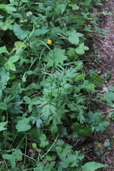 Ranunculus caucasicus