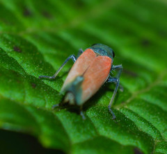 Cardioscarta flavifrons