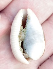 Cypraeovula capensis