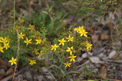 Hypericum perforatum veronense