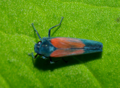 Cardioscarta flavifrons