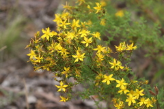 Hypericum perforatum veronense
