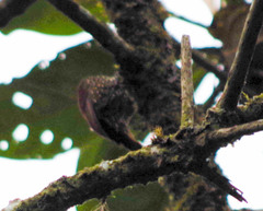 Pseudocolaptes boissonneautii