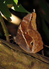 Eryphanis reevesii pusillus