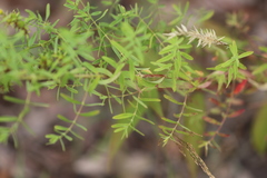 Hypericum perforatum veronense