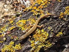 Ophisops elegans ehrenbergii