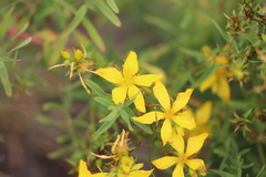 Hypericum perforatum veronense
