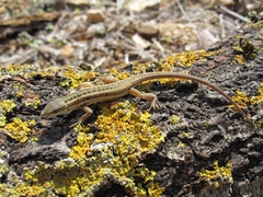 Ophisops elegans ehrenbergii