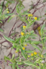 Senecio litorosus