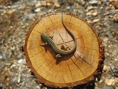 Ophisops elegans ehrenbergii