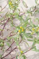 Senecio litorosus