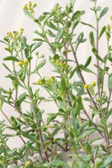 Senecio litorosus