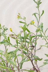 Senecio litorosus