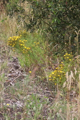 Hypericum perforatum veronense