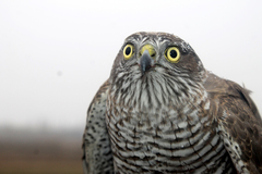 Accipiter nisus
