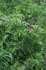 Carduus adpressus