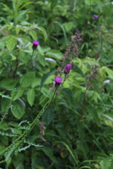 Carduus adpressus