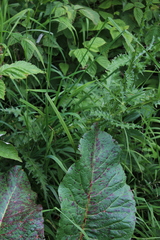 Carduus adpressus