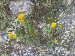 Solidagininae