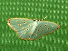 Comostolopsis stillata stillata