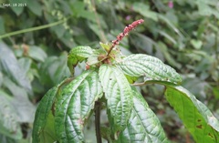 Acalypha australis