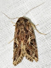 Spodoptera littoralis