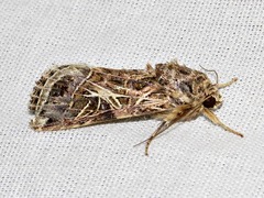 Spodoptera littoralis