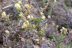 Linaria acutiloba