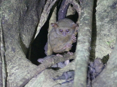 Tarsius spectrumgurskyae