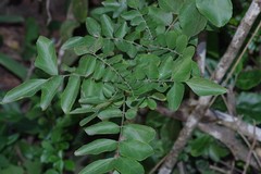 Clausena anisata