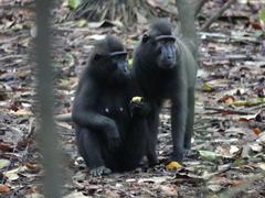 Macaca nigra
