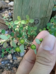 Phyllanthus neoleonensis