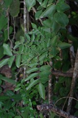 Clausena anisata