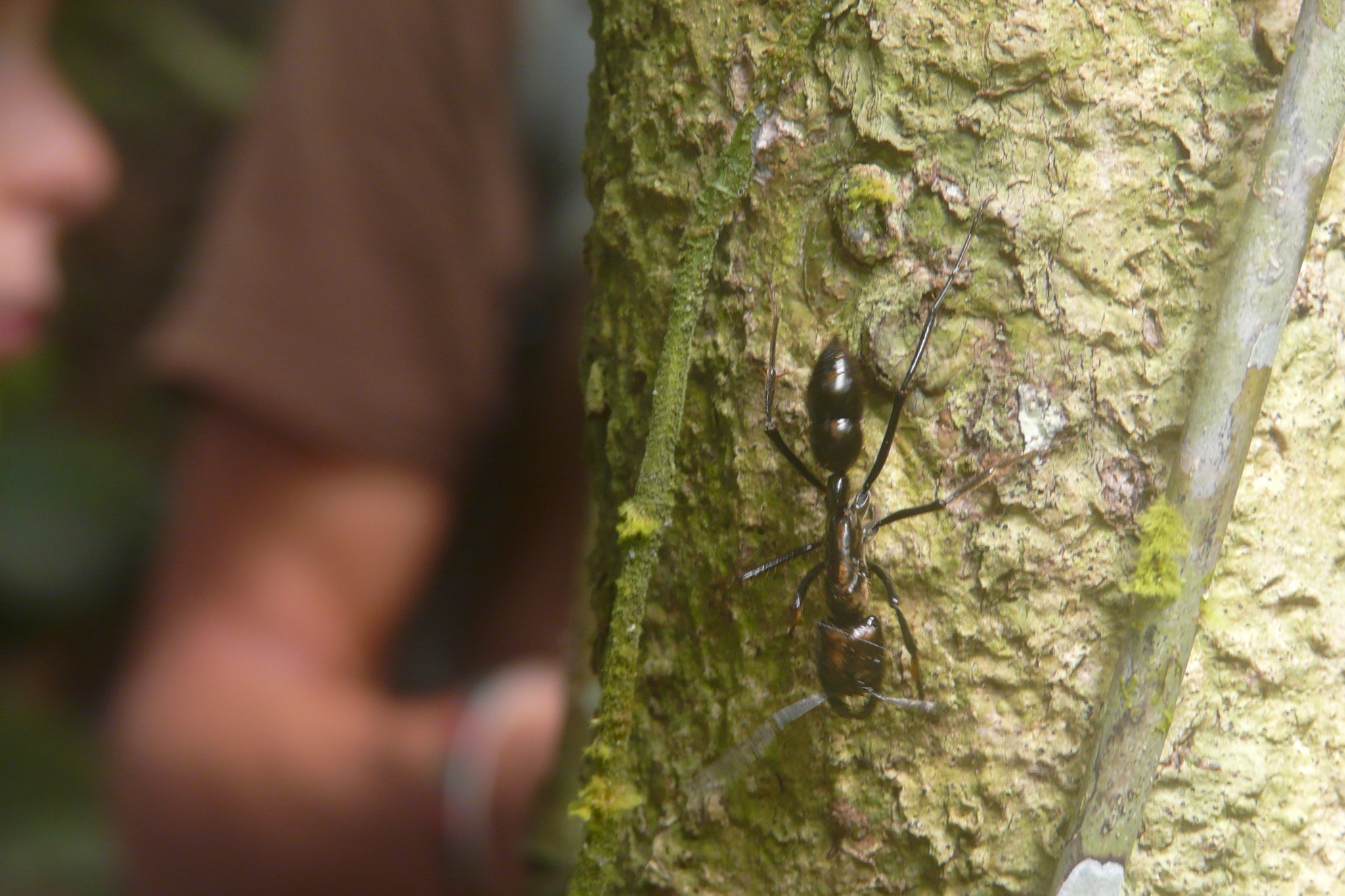 Dinoponera longipes
