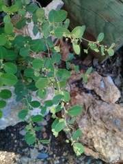 Phyllanthus neoleonensis