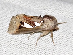 Antiophlebia bracteata