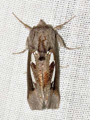Antiophlebia bracteata